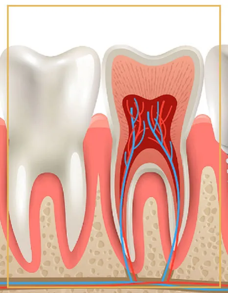 Cross-section illustration of a tooth showing the pulp and root canals
